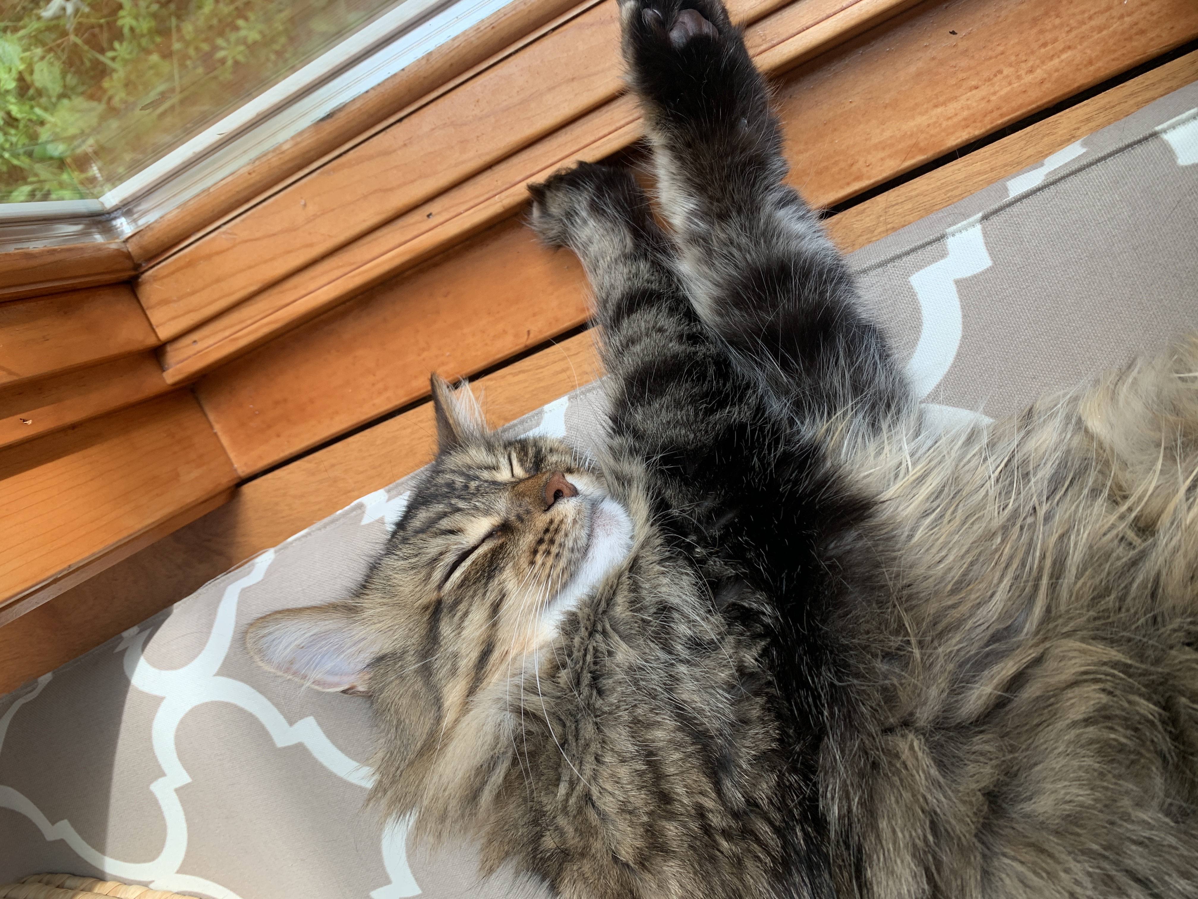 Brown cat named Flora sleeping.